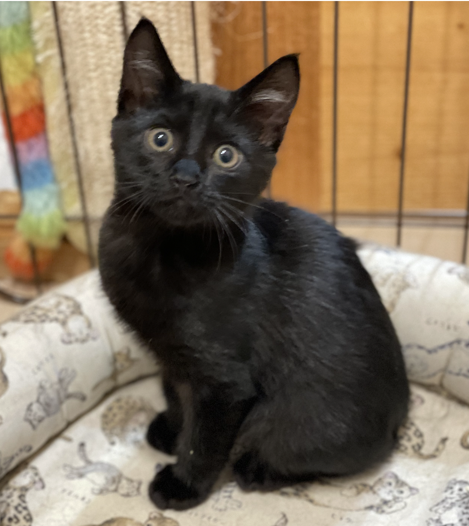 積極果敢☆くじら君☆猫大好き」大阪府 - 猫の里親募集(529101