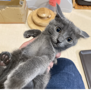 お嬢気質！？★いるかちゃん★猫大好き