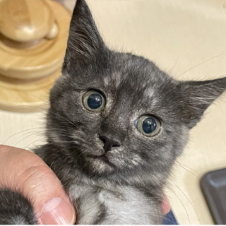  おしとやか★しゃちちゃん★おしゃれ猫 