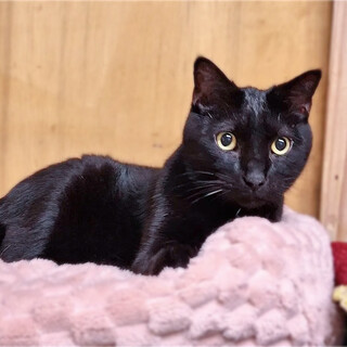 落ち着いた黒猫男子❤️小太郎くん