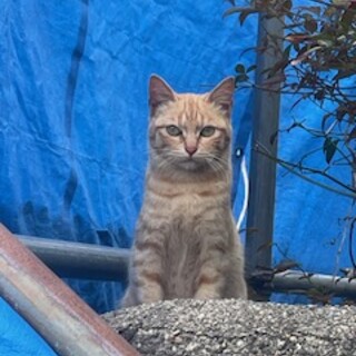 お外で頑張って生きている子②