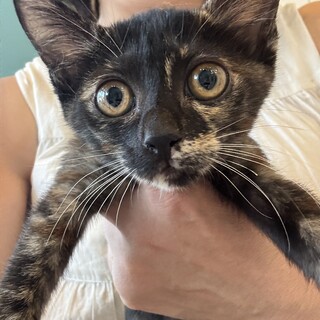 小粒だけど度胸花丸のめぐちゃん！