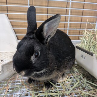 No.876 北国分寺マスターベビー5オターちゃん