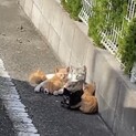 茶トラ子猫生後2ヶ月くらい