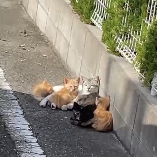茶トラ子猫生後2ヶ月くらい