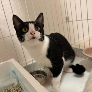 推定半年～1年の女の子　甘えん坊なハチワレです