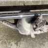 茶トラ子猫生後2ヶ月くらい サムネイル4