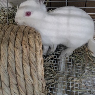 No.683 美濃加茂小学校セブ6くん