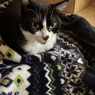 甘えん坊なはちわれくん