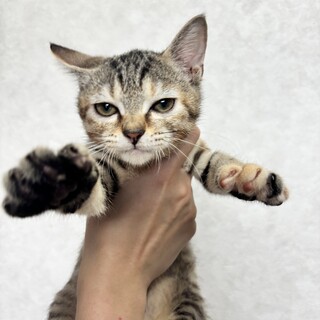 ふにゃっとしたお顔のラスベガス