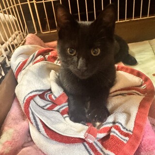 黒猫の女の子  推定3〜4ヶ月 メルクル(仮名)