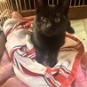黒猫の女の子  推定3〜4ヶ月 メルクル(仮名) サムネイル2