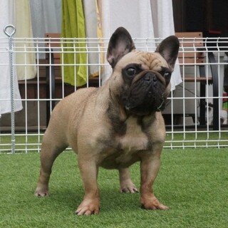 繫殖引退犬の募集