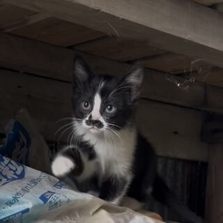 チョビヒゲ柄が可愛いハチワレ子猫