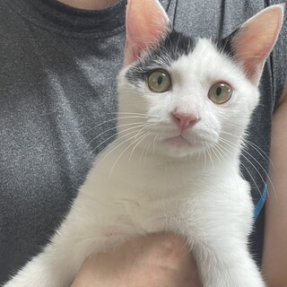 白黒ハチワレの男の子