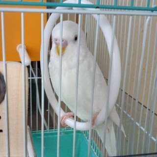 里親様決定しました。ありがとうございました。