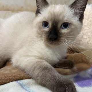 トライアル決定！兄妹　シャムミックス♡♡ クック君