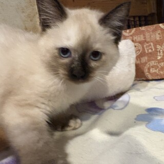 トライアル決定！兄妹　シャムミックス♡♡メグちゃん