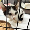 生後2ヶ月〜3ヶ月くらい　保護猫　オス　里親募集
