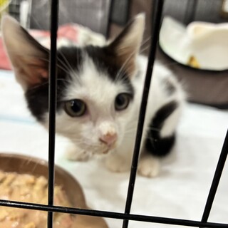 生後2ヶ月〜3ヶ月くらい　保護猫　オス　里親募集