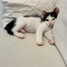 生後2ヶ月〜3ヶ月くらい　保護猫　オス　里親募集 サムネイル2