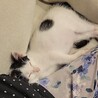生後2ヶ月〜3ヶ月くらい　保護猫　オス　里親募集 サムネイル3