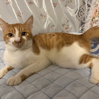 猫ちゃん初心者歓迎♡ 穏やか　茶白　チャイ君