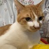 猫ちゃん初心者歓迎♡ 穏やか　茶白　チャイ君 サムネイル2
