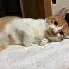 猫ちゃん初心者歓迎♡ 穏やか　茶白　チャイ君 サムネイル3
