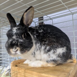 No.725 北国分寺ブラックマーチンちゃん