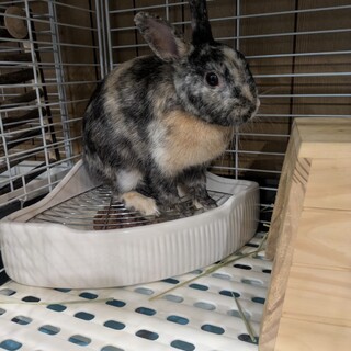 No.882 加須ハルちゃん