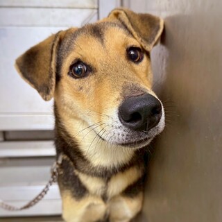 たれ耳ボーイ　谷地(やち)くん　1歳前後