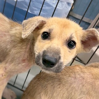 かわいい子犬　たなかくん　2ヶ月