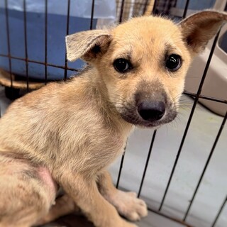 かわいい子犬　もぎくん　2ヶ月