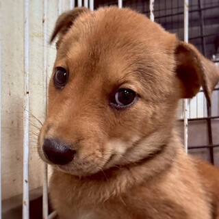 かわいい子犬　アタリちゃん　2ヶ月