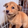 かわいい子犬　アタリちゃん　2ヶ月 サムネイル4