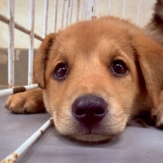 かわいい子犬　のう丸くん　2ヶ月