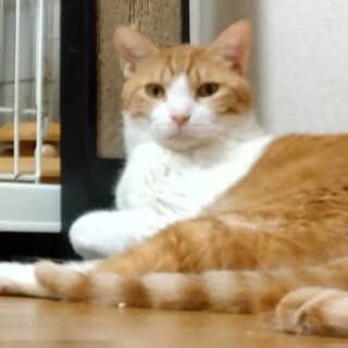 デカ猫好きさんに♪謙虚な甘えん坊チャシオです