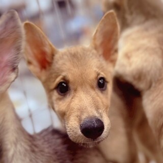 【相談中】かわいい子犬　サトくん　2ヶ月