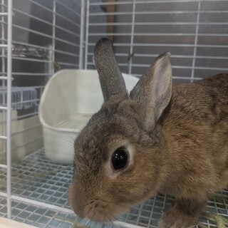 No.716 北国分寺ちびチャちゃん