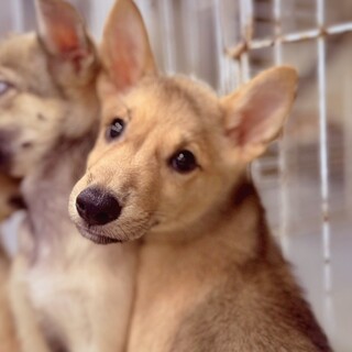 かわいい子犬　あかねちゃん　2ヶ月