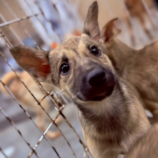 かわいい子犬　べにちゃん　2ヶ月