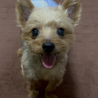 ヨークシャテリア/元気な甘えん坊！