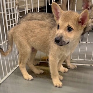 かわいい子犬　タロくん　2ヶ月