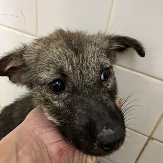 ２匹一緒にお迎えいただき有難うございました！