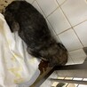 ２匹一緒にお迎えいただき有難うございました！ サムネイル4