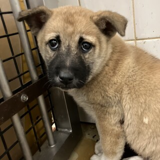 ※優先期間内にお迎え下さい。11/5迄