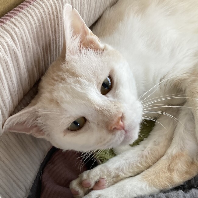 irurunのカバー写真