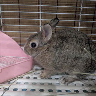 No.687 美濃加茂小学校チェスナ2ちゃん