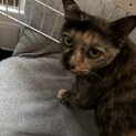 サビ猫女の子シニア